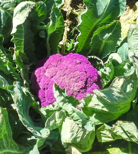 cavolfiore-viola-verde-agricolo