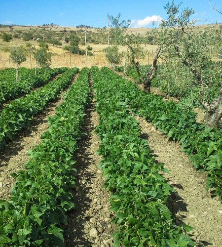 fagiolino-verde-agricolo